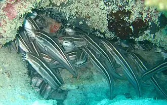 Plotosus lineatus.