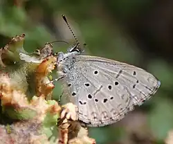 Celastrina sugitanii