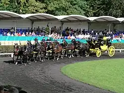 Attelage de tradition présentant dix chevaux bai ou bai foncé - pelage marron et crins noirs