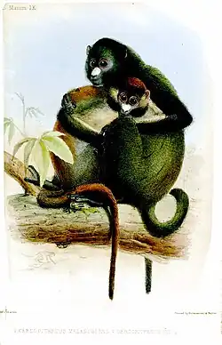 Planche zoologique de 1849. À droite : Cercopithecus nictitans nictitans. À gauche, un cousin : l'Ascagne ou « Hocheur blanc-nez du Congo » (Cercopithecus ascanius).