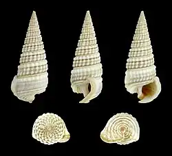 Pirenella cingulata.