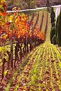 Vigne en automne.