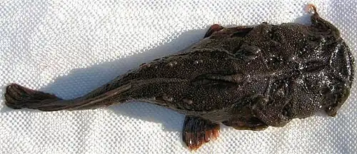 Chaca chaca (Chacidae).