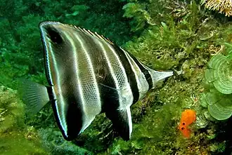 Chelmonops curiosus