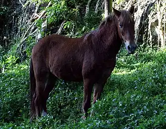 Cheval des Marquises sur Hiva Oa.