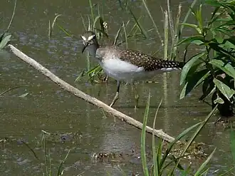 Un chevalier solitaire sur la rivière des Outaouais au Québec.