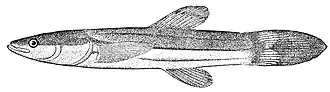 Description de l'image Chologaster cornuta.jpeg.