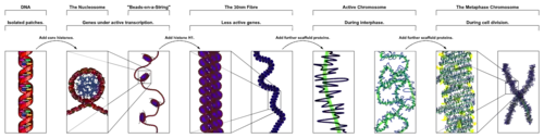 Compaction de l'ADN dans la chromatine