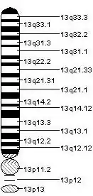 Description de l'image Chromosome 13.jpeg.
