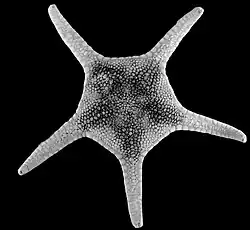 Circeaster sandrae.
