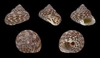 Clanculus jussieui