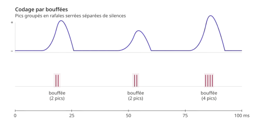 illustration du codage neuronal par bouffées