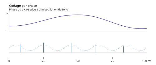 illustration du codage neuronal par phase