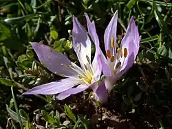 Colchicum szovitsii subsp. brachyphyllum