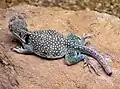 Crotaphytus collaris au zoo de Bristol (Angleterre)