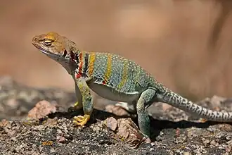 Crotaphytus collaris (Crotaphytidae)
