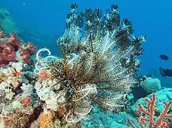 Comaster nobilis