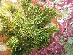 Comatella sp.