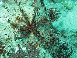 Comatula pectinata