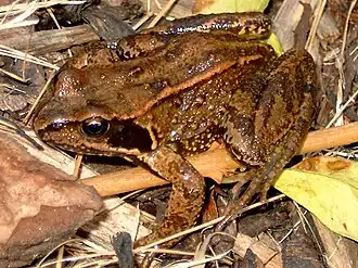 Grenouille rousse