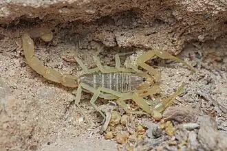 Description de l'image Compsobuthus longipalpis in Israel.jpg.