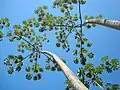 Cecropia sp.