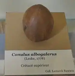 Fossile de Conulus albogalerus (Crétacé supérieur, MNHN)