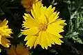Coreopsis lanceolata, en France.