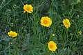 Coreopsis à Livonia dans le Michigan.