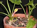 Fleur de "Cryptocoryne". Présentée comme Cryptocoryne pontederiifolia