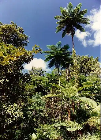 Fougères arborescentes (Cyathea intermedia) de la forêt de Lathy en Nouvelle-Calédonie.