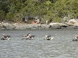 Légionnaires du DLEM.