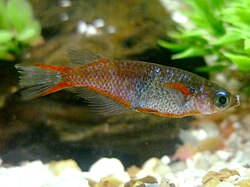 Oryzias woworae