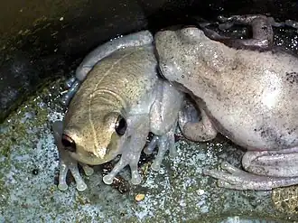 Description de l'image Desert Tree Frogs.jpg.