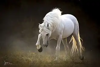 Pure race espagnole gris.