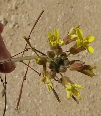 Description de l'image Diplotaxis harra flower and pods.JPG.