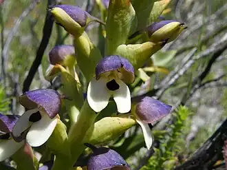 Description de l'image Disa cornuta flower.JPG.