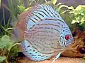 Discus Turquoise.