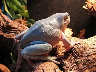 Description de l'image Dumpy Tree Frog (4153393909).jpg.