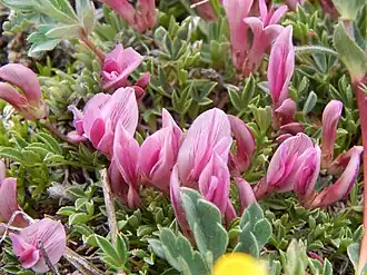 Description de l'image Dwarf Clover.JPG.