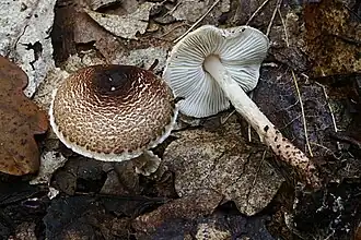 Echinoderma jacobi