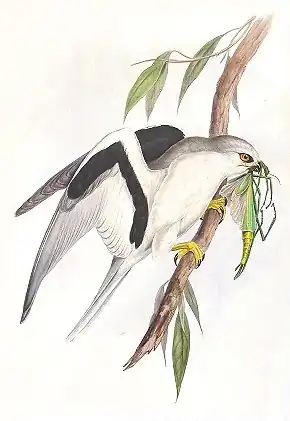 Illustration d'un Élanion lettré posé sur une branche.