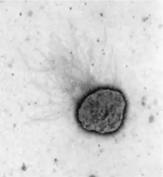 Description de l'image Electron micrograph of Methanococcus maripaludis.png.