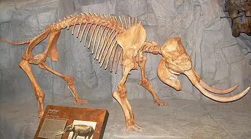 Stegodon florensis insularis, pachyderme nain de Florès.
