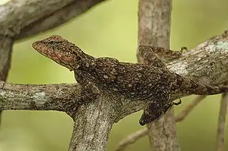 Description de l'image Elliot's forest lizard Calotes ellioti.JPG.