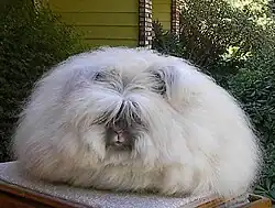 Race angora anglais.