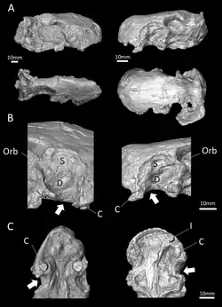 Radiographie des deux cranes actuellement connues de d'Euchambersia mirabilis.
