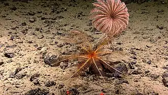 Un crinoïde et une comatule à grande profondeur.