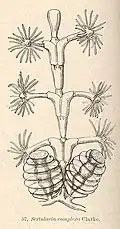 Dynamena disticha