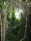 Biome de la forêt tropicale humide.
